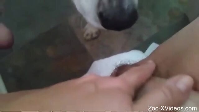 Horny woman lets dog lick her pussy during her cam masturbation