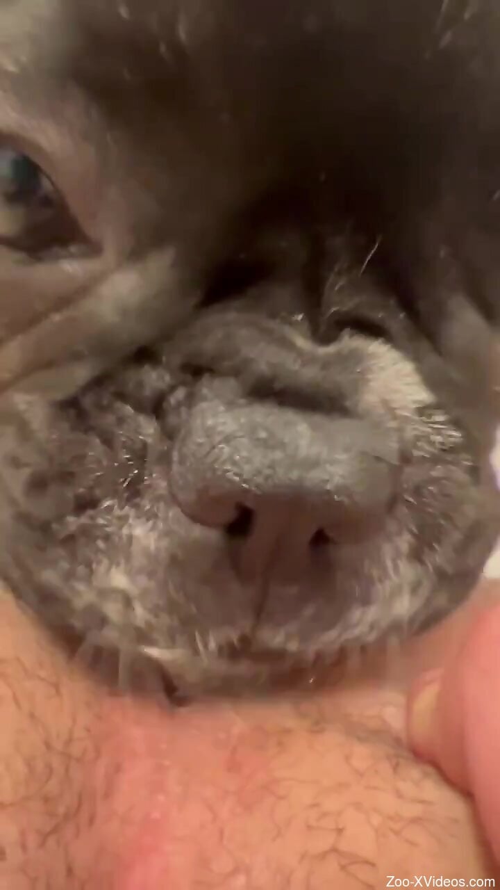 Lovely bulldog tossing salad in a POV fuck scene