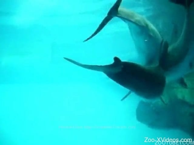 Amateur underwater zoophilia fetish with guy chasing female sharks