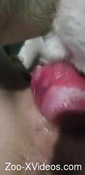 Oozing pussy MILF getting drilled deep by a kinky dog