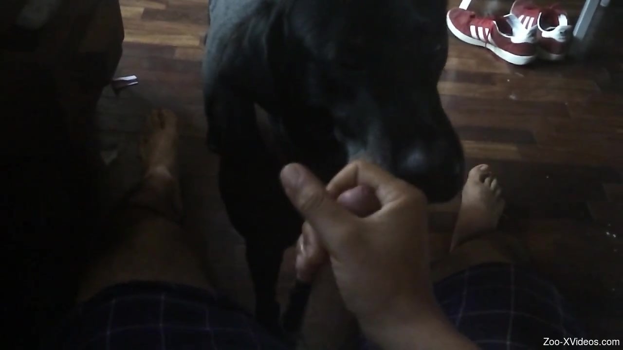 Dude's cock getting licked in POV by a kinky dog