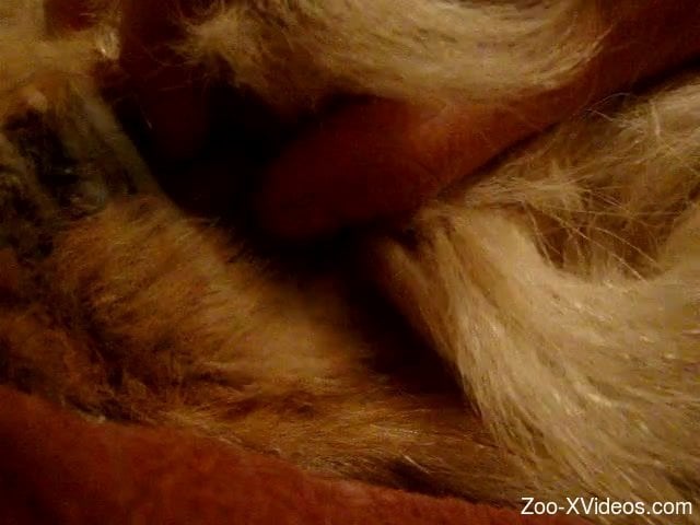 Close-up bestiality clip of guy having fun with hairy animal