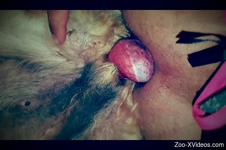 Asshole of a horny dude gets stretched by a dog