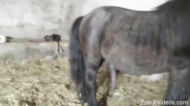 Aroused woman plays with the horse's big dick before sex