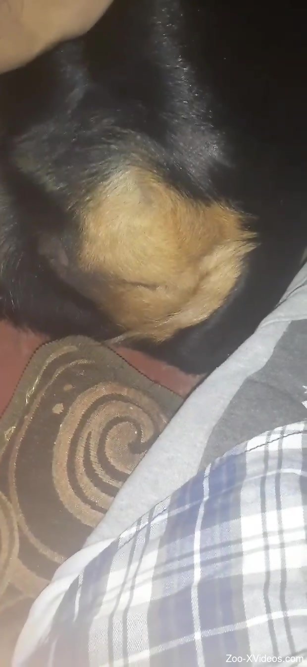 Close-up bestiality video to keep you aroused