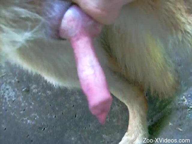 Big dick of a dog is ready for some kinky zoo porn