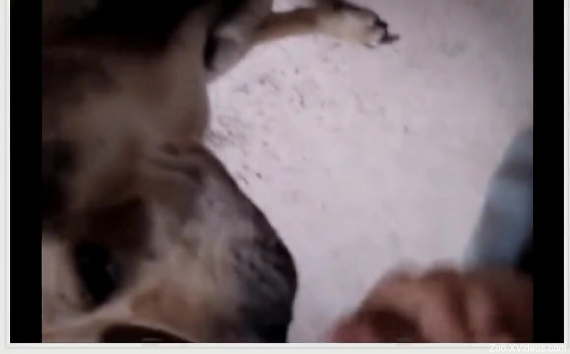 Dude uses his cock to keep the dog dominated