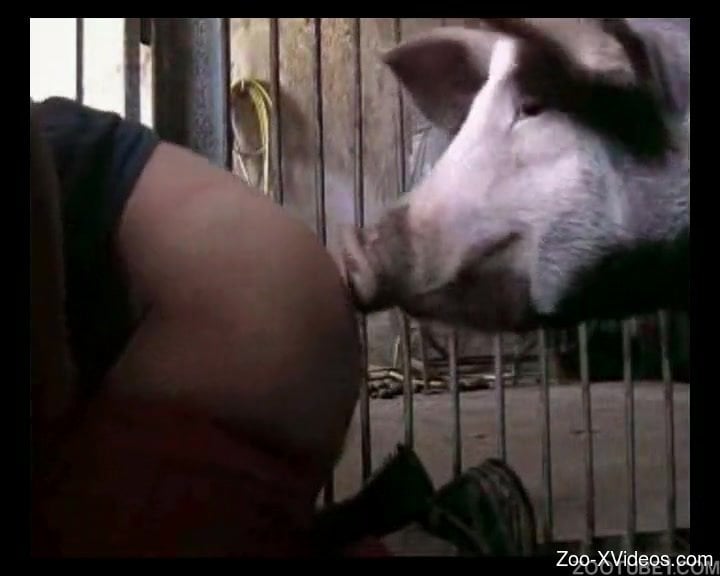 Huge pig bangs a glamour zoophile in red stockings