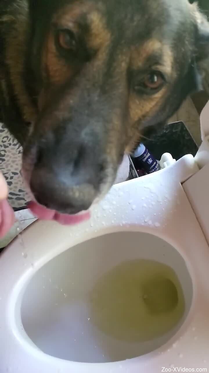 Dude makes dog drink his piss in a filthy way