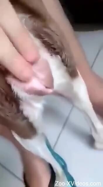 Aroused man tries finger fucking the dog ahead of sex