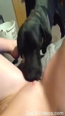 Dog licks woman's shaved muff until she comes like a whore