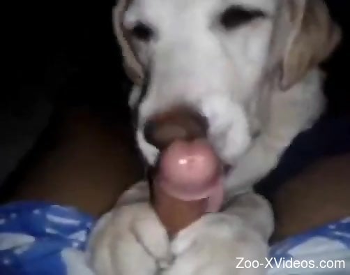 Nasty doggo licking that juicy cock big time