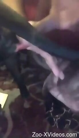 Black doggie is in midst of enjoying zoophilia scene
