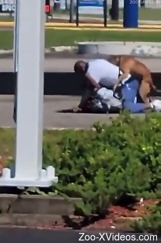 Clothed black man filmed in public trying dog sex