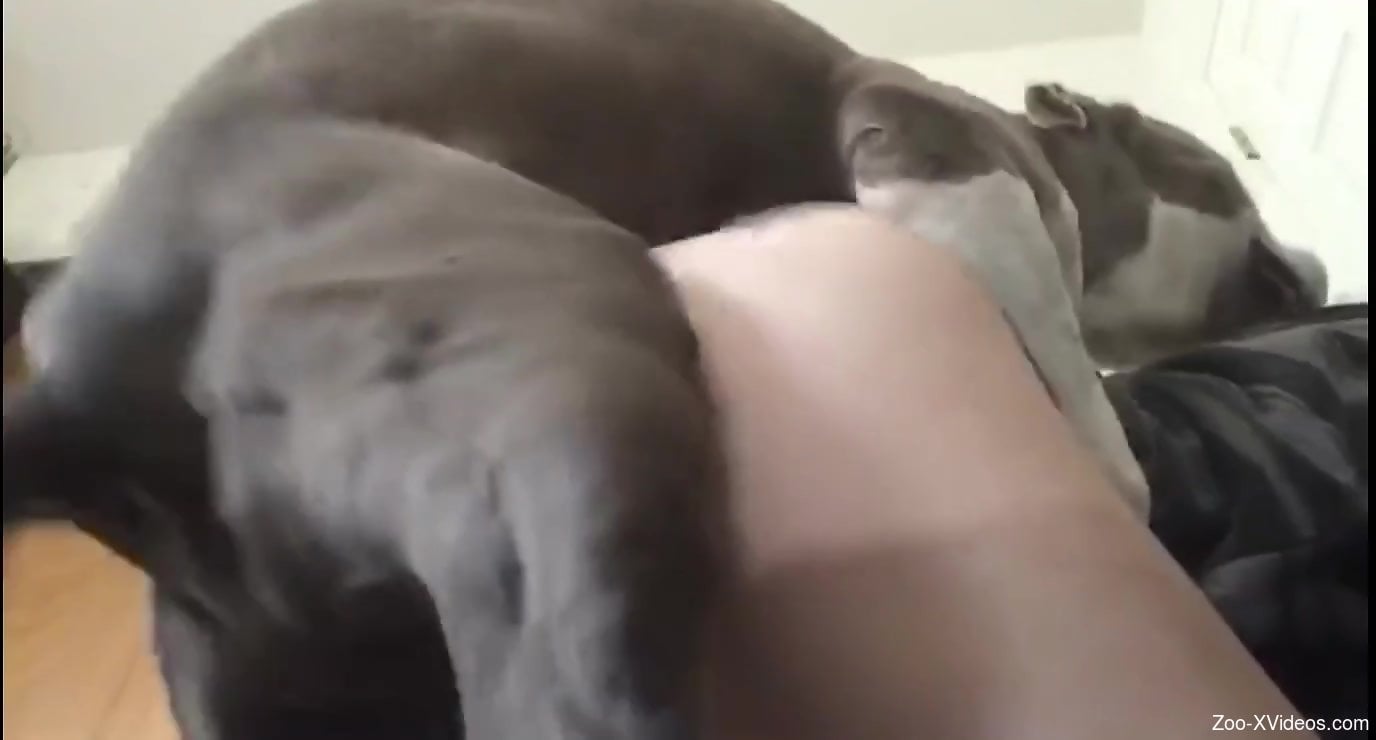 Huge ass hottie getting plowed by a brown doggo