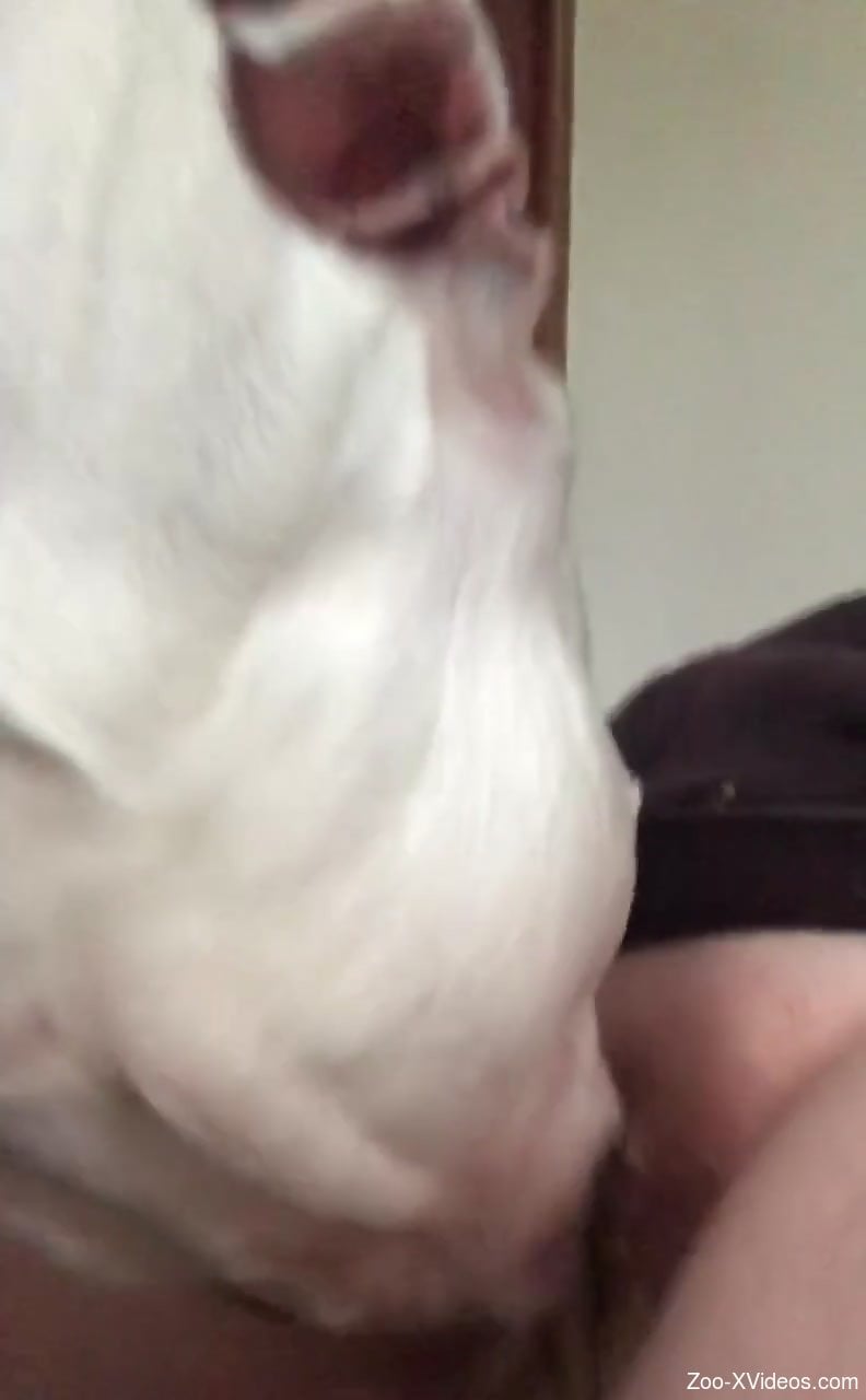 Energized scenes of dirty scat porn for a man and his dog