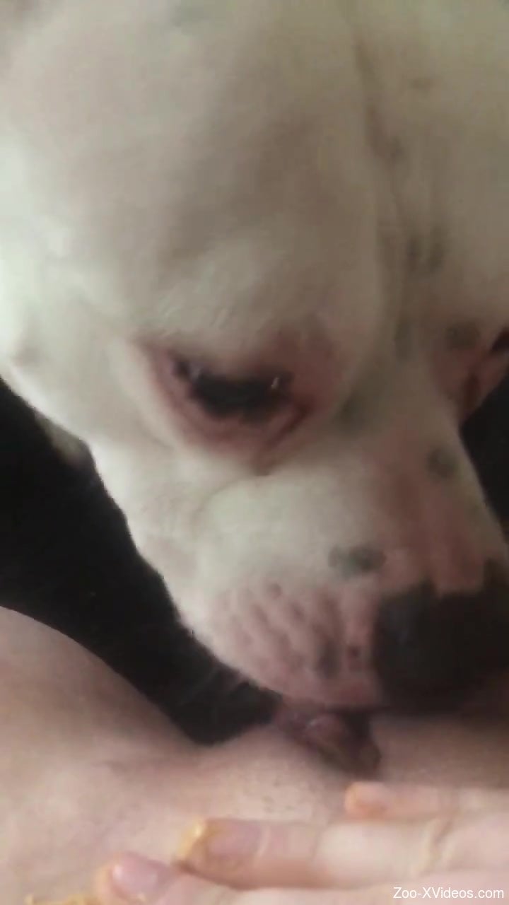 POV oral with a white dog that loves white meat