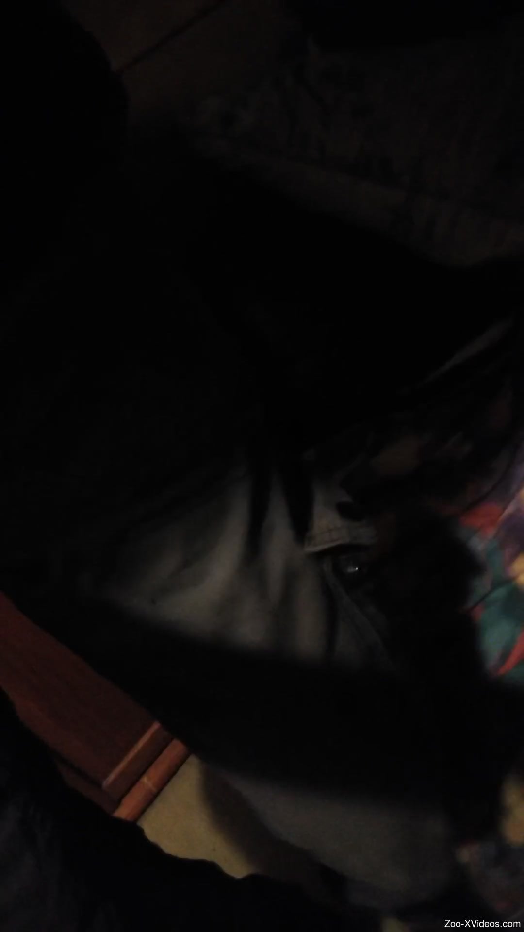 Horny man shares a bit of zoophilia action on cam