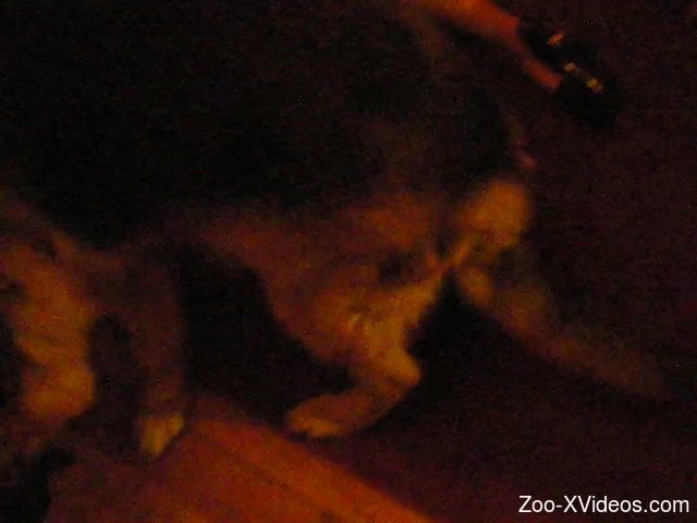 Greedy animal enjoying hardcore vaginal sex with a lady