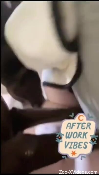 Insolent woman lets curious dog lick her muff in homemade solo