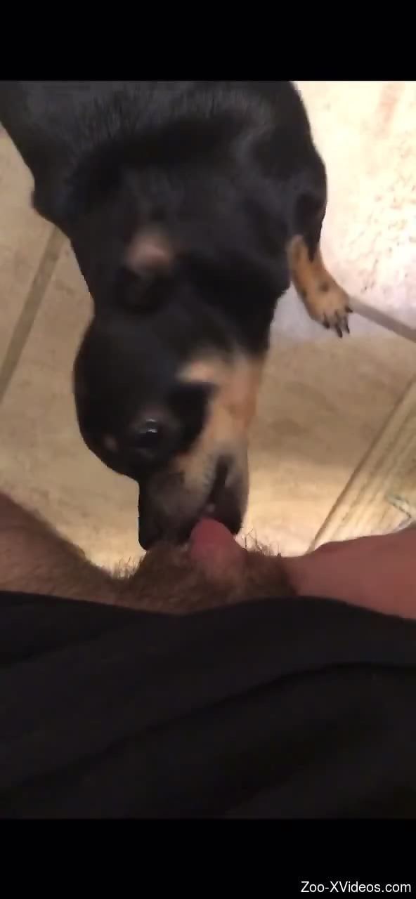 Little dog sniffs and licks master's dick on cam