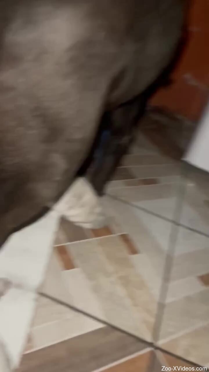 Guy's hot butthole gets pounded by a sexy dogg