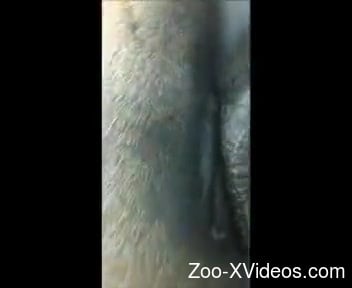 Beautiful mare pussy getting pampered on camera