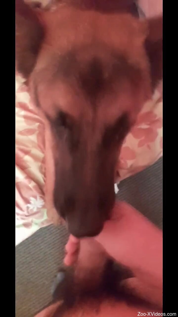 furry dog licks man's penis the sloppy way in sexy cam scenes