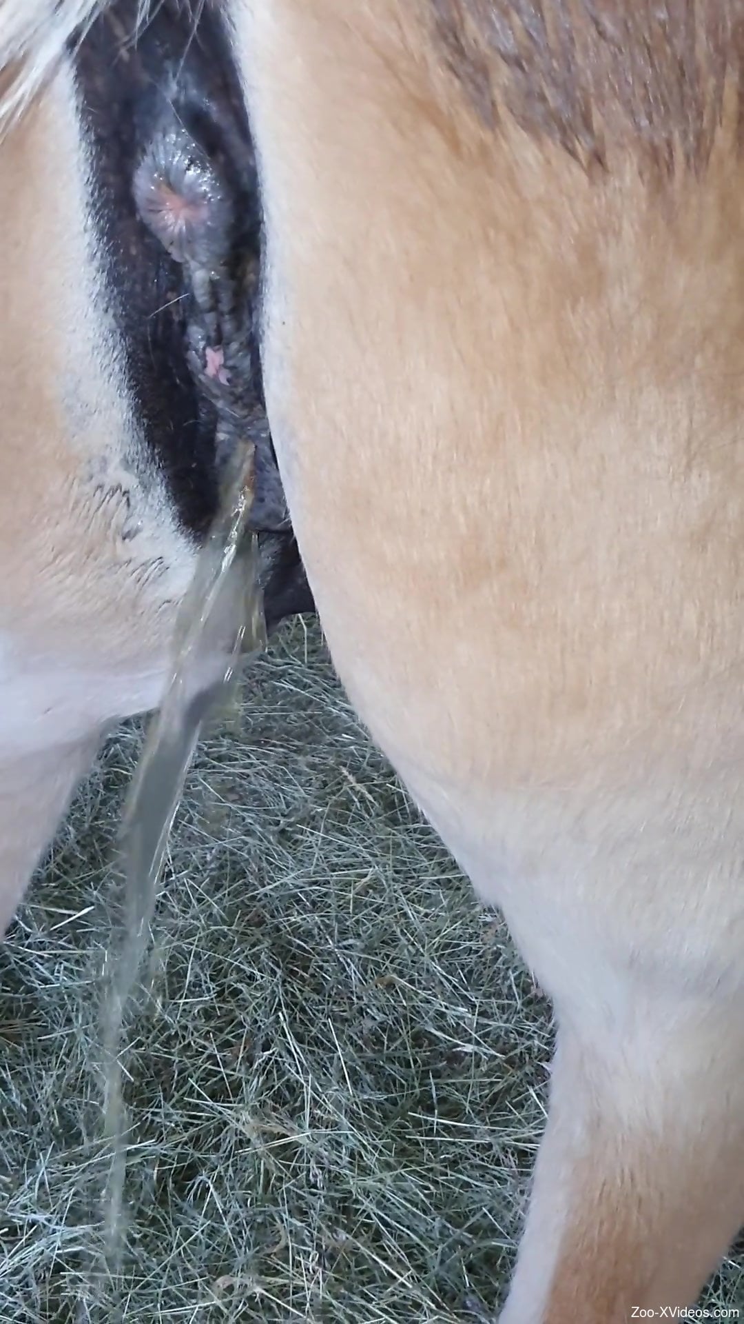 Horny man fist fucks the horse until the animal pees