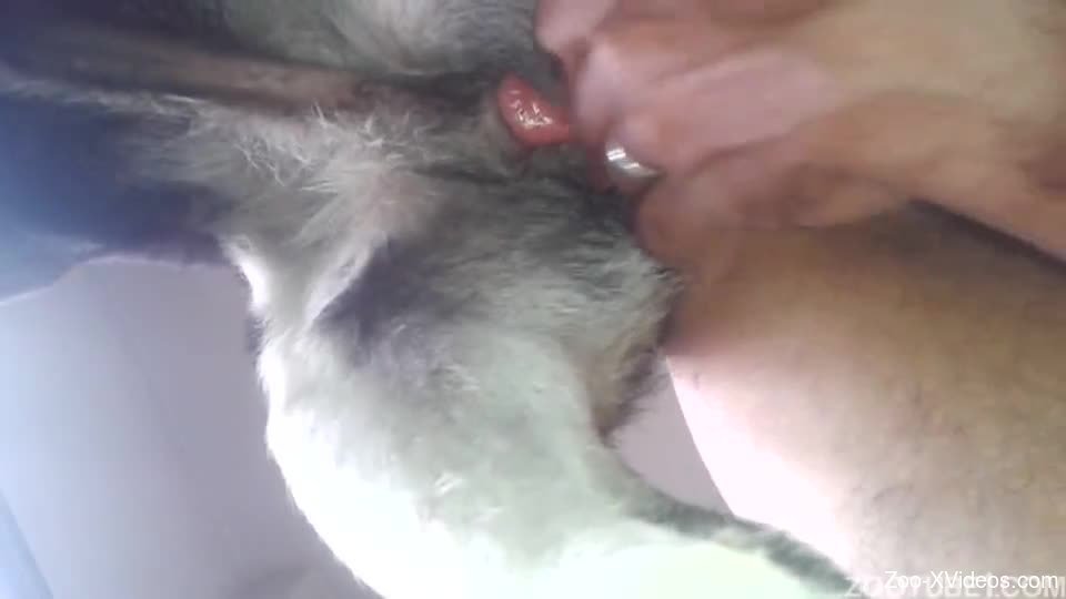 Nasty anal sex with a doggy and my lustful hubby zoofil