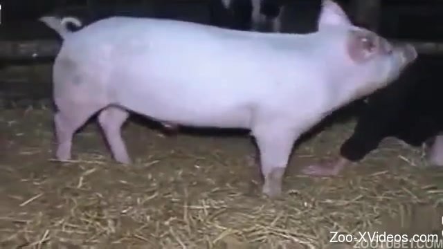 Pink pig with big cock drills a sexy farm girl