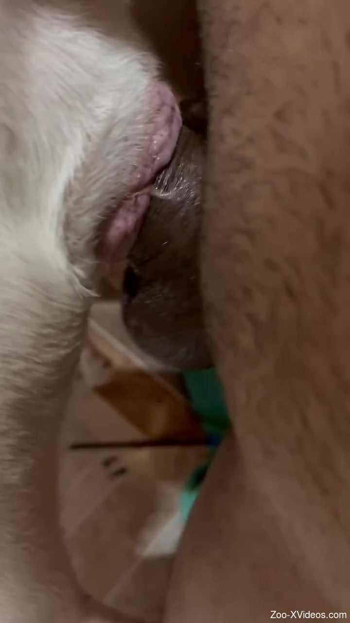 Naked male films himself deep fucking a furry animal in the pussy