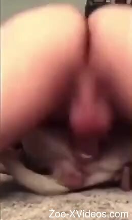 Good guy using his hard cock to fuck a subby dog