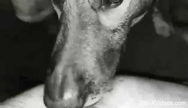 Gay dudes in a threesome with a really kinky dog