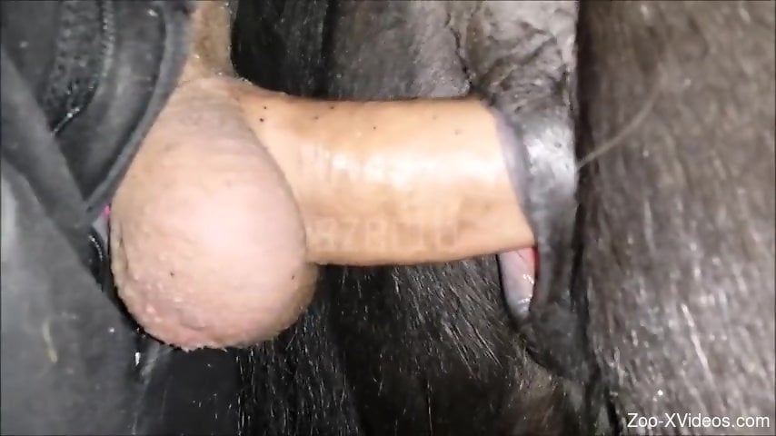 Dude with big balls fucking a black mare from behind