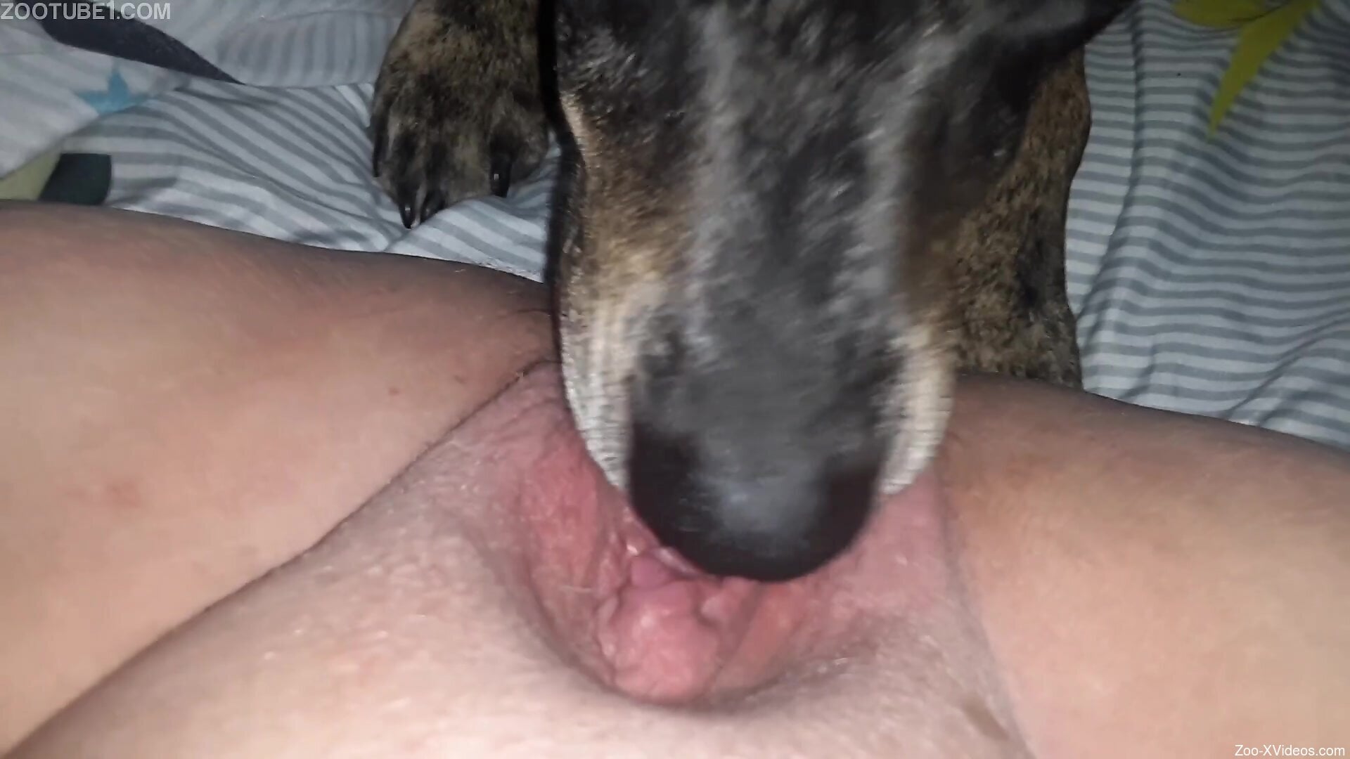 Steamy moments when a dog licks the woman's pussy in wet perversions