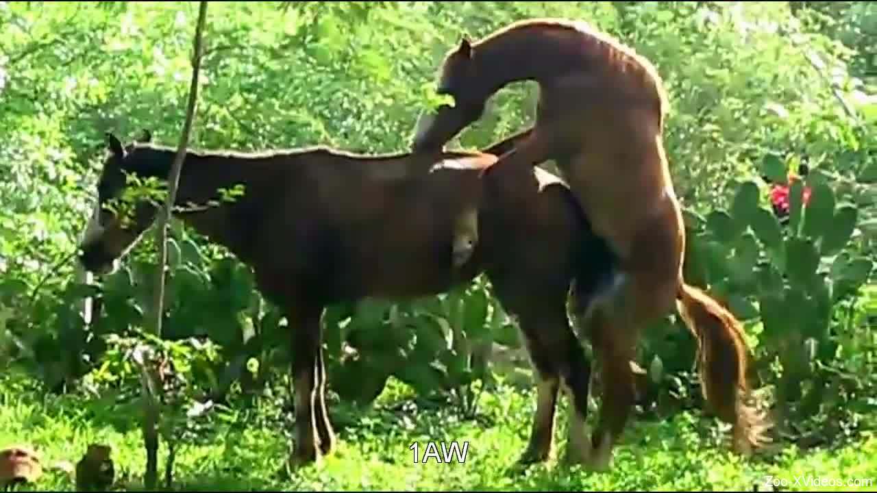 Two brown horses enjoying their outdoors passion session