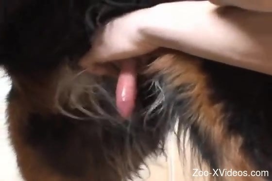 Eager zoophile dude jerks this dog's nice-looking cock