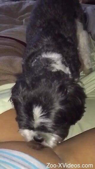 Black furry doggie is enjoying bestiality sex very much