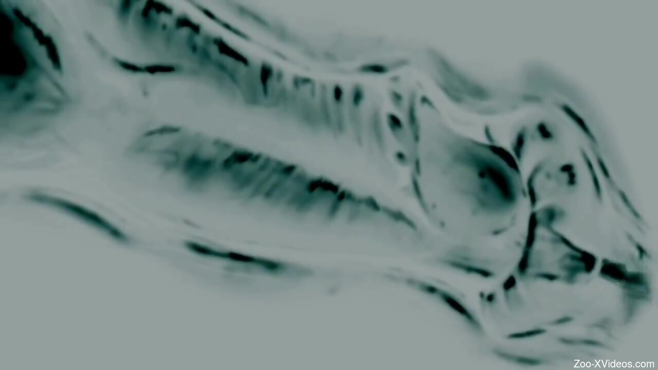 Informative and largely educational zoo porn movie