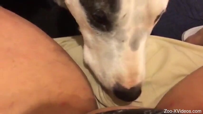 Hot oral zoo sex featuring horny doggie that eats pussy