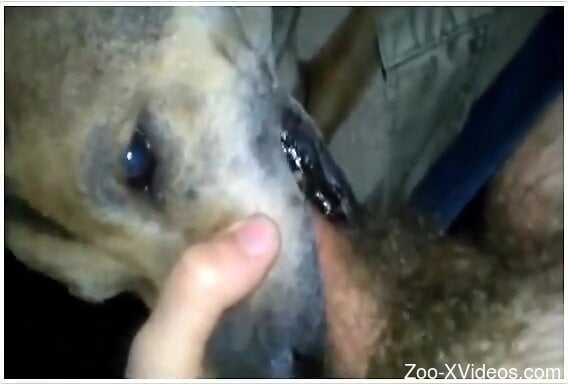 POV blowjob experience with a really slutty dog