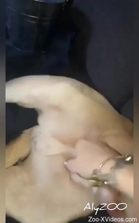 Curious man puts the dog's dick in his mouth and over his ass