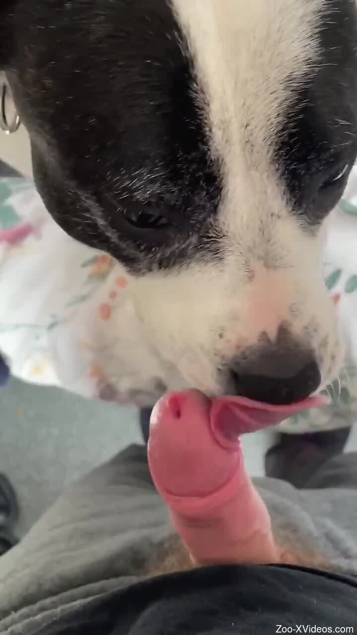 Hot guy's hard dick gets licked by a sexy dog