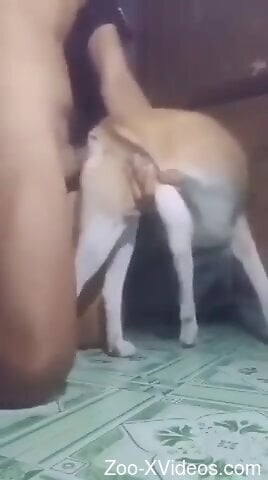 Dude dominates a dog pussy with his meaty member