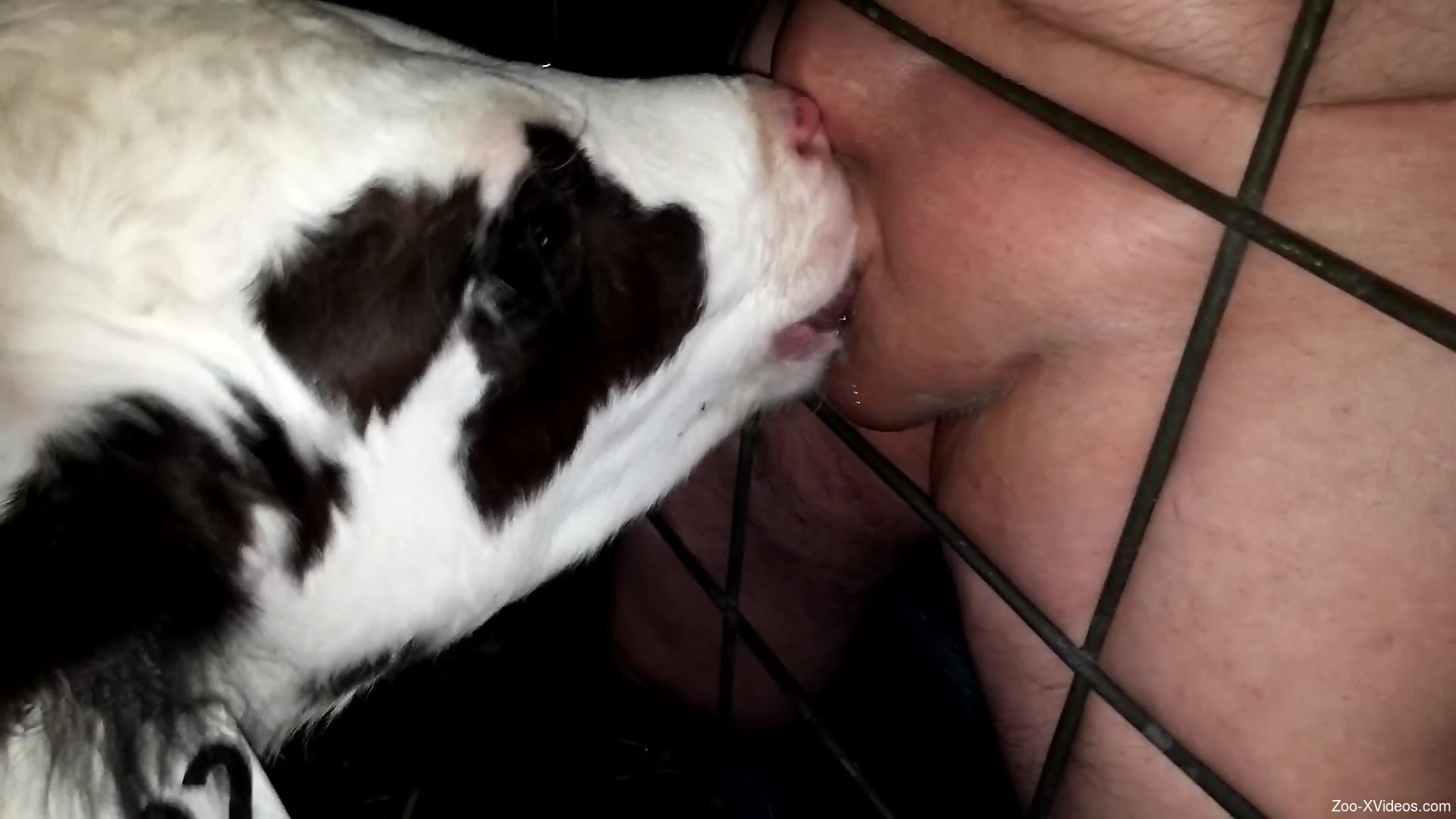 Baby veal licks man's penis until he cums hard