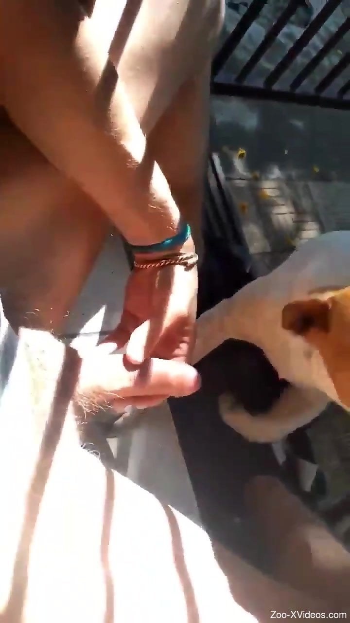 Sexy guy offers his meaty penis to dirty dogs
