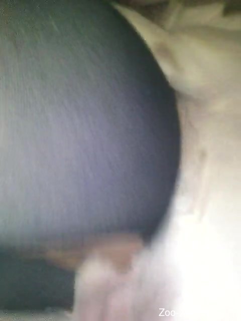 Strong zoophilia on cam with a man and his dog