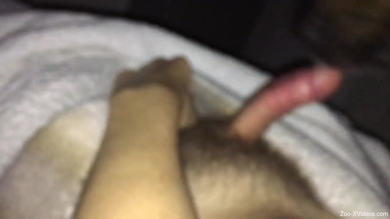 Hairy guy's cock is getting licked by a dirty dog