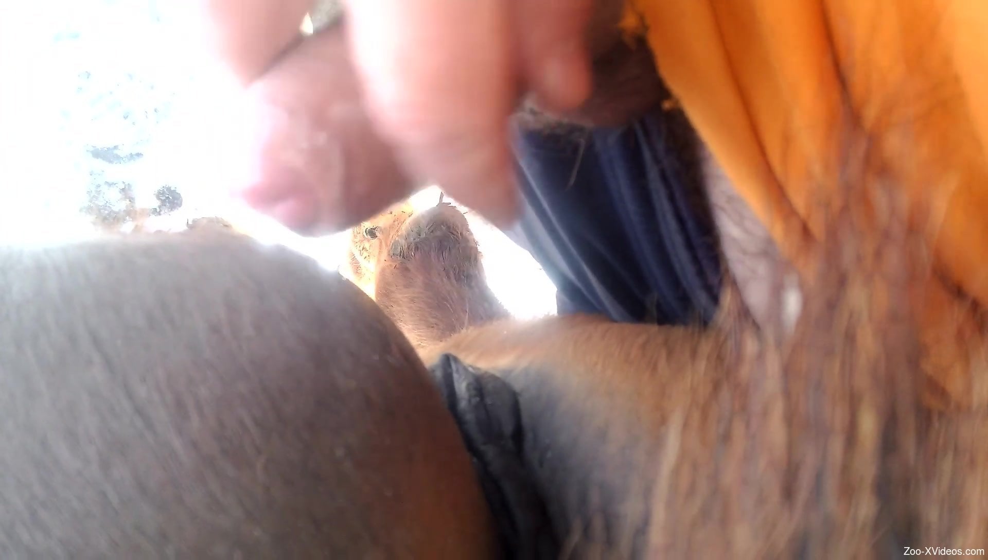 Wet animal pussy gets gaped savagely by a hairy zoophile